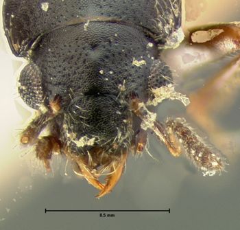 Media type: image;   Entomology 6543 Aspect: head dorsal view